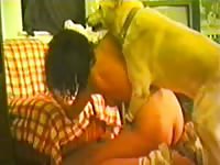 Dog fucking a brunette babe on the couch