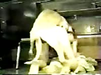 Hot amateur beastiality sex with kinky lady