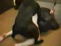 Sexy teen beastie gal getting banged by black dog xxx
