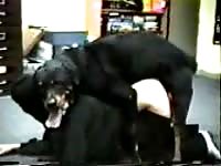 Black dog banging hard the big ass of slut