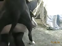 Black dog fucking the big ass of nasty bitch
