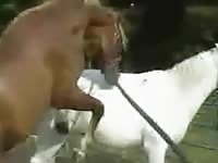 Beastiality lovers helping horses on having sex