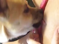 Sexy lady got her pussy eaten and licked by dog
