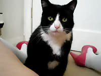 Cat eating the pussy of slut in animal sex video