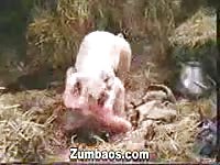 Pig porn with two sluts having sex with animal
