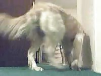 Dog banging a kinky petite lady in her pussy