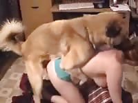 Busty curvy chick getting banged in dogstyle position by dog