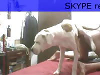 Dog's dick got knotted to a lady's pussy