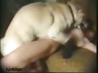 Big dog dick wrecking a beautiful lady's pussy