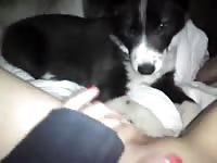 Cute dog eating the pussy of a hot slut