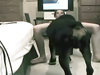Black dog eating and fucking the pussy of slut