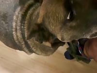 Strangers dog makes me drip cum load twice in her bathroom