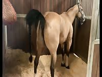 Mare Butt Pee And Wink