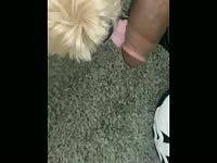Small female dog lick black cock