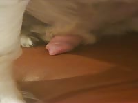 Spaniel gets excited