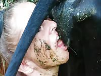 cow scat piss 01