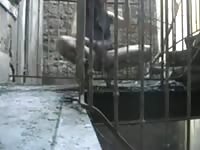 Homeless Big-Cock Amateur Masturbating