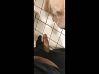 First time letting dog lick my dick, msg me for more 