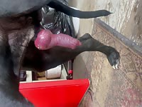 Great Dane in Ny with experience 