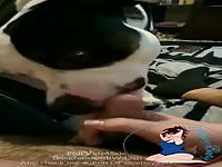 Pitbull Licks Dick for Me