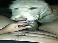 Young teen let’s parents dog lick cock