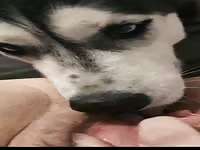 Amateur 1st try with dog