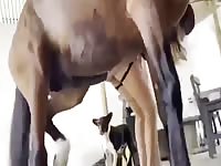 Zoofilia horse 