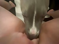 K9 slurps my chubby cunt 