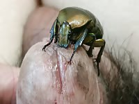 A beetle eats inside the glans of the penis.