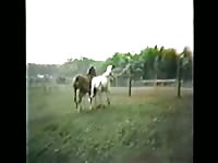 Mare Stallion Horse Breeding (48 Horas De Sexo Alucinante)