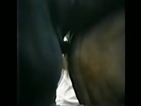 Mare Stallion Horse Breeding (48 Horas De Sexo Alucinante)