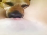 My dog went to fuck me his licking my pussy 