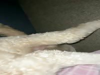 My dog is so honey for me 