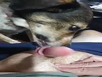 Short video of my dog licking my cock
