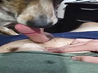 Part 4 dog licks my cock