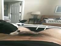 Moms dog licks her yng teen boy while she’s at work 