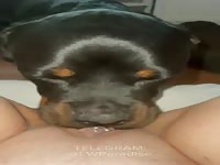 Obedient dog makes deliciously pussy licking 