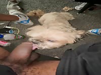 Dog gives blowjob to lazy bbc