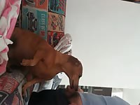 A m&iacute; perrita le encanta chupar mi rica verga 