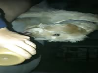 Moms dog licks yng teen