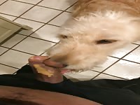 Let dog lick yng teen