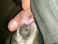 Good boy excited to lick gets nice load