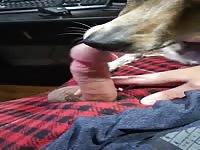 Quick dog lick