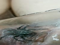 What kind of spider is this?